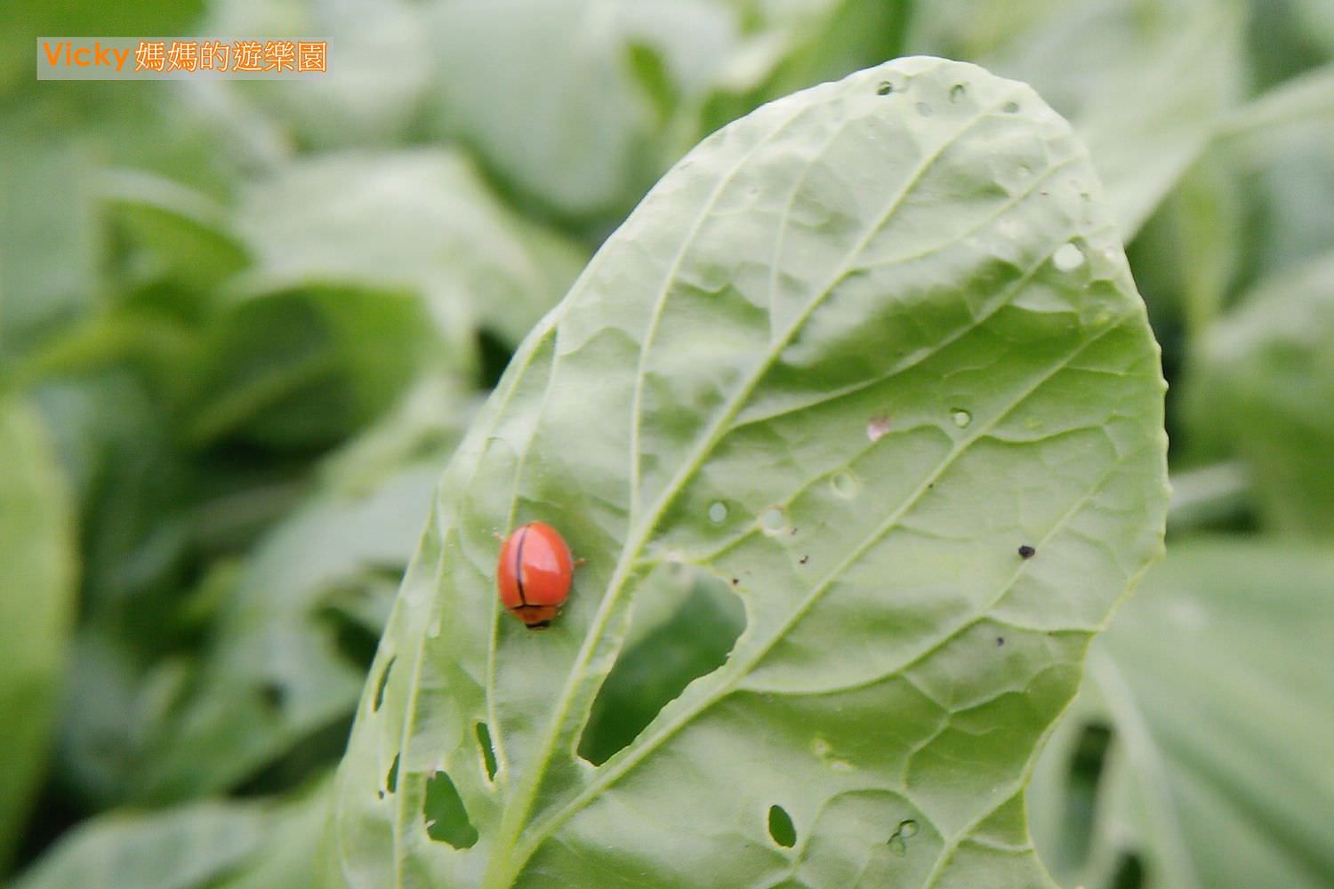 食農教育︱小農夫體驗：一起來認識昆蟲和我們吃的蔬菜，體驗產地到餐桌的概念