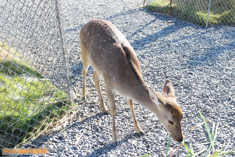 屏東墾丁親子景點︱鹿境梅花鹿生態園區：看小鹿不必到奈良，在墾丁就有被鹿包圍的感覺，內附被小鹿包圍影片