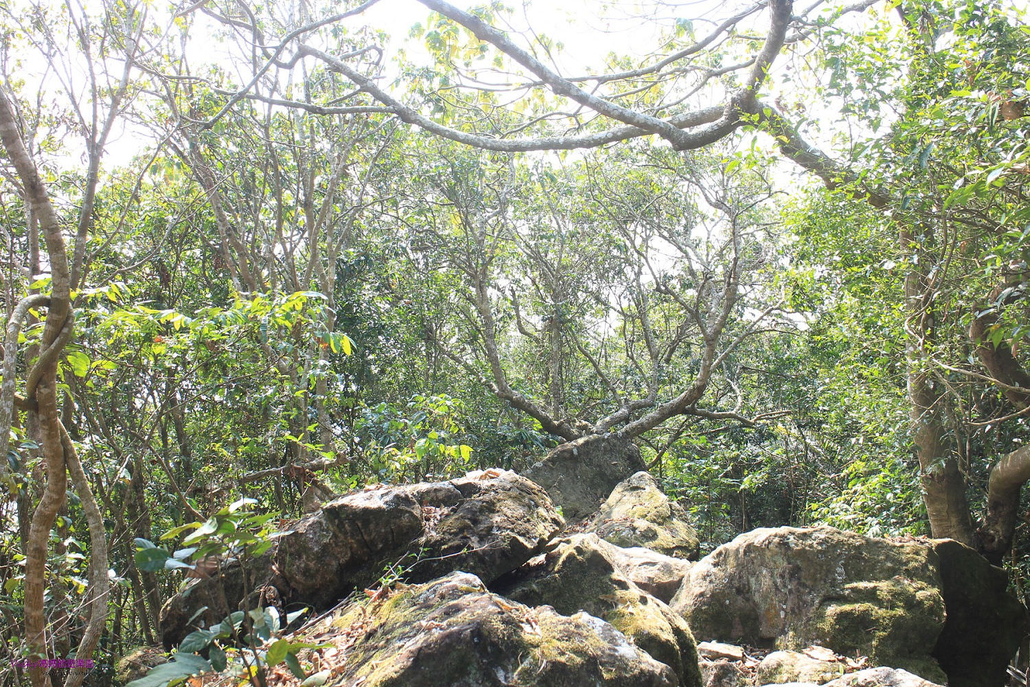 台南親子登山步道︱龍麟山步道：巨石如龍鱗般綿延開來，大自然的鬼斧神工（文末有詳細路線圖）