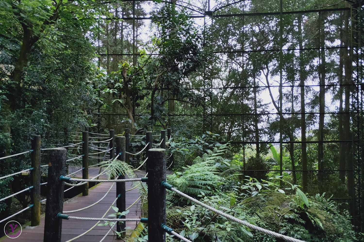 南投親子景點︱鳳凰谷鳥園生態園區：百種珍禽異鳥，和金剛鸚鵡互動時間表，森林系光速溜滑梯，令人驚奇的生態園區（附詳盡參觀路線）