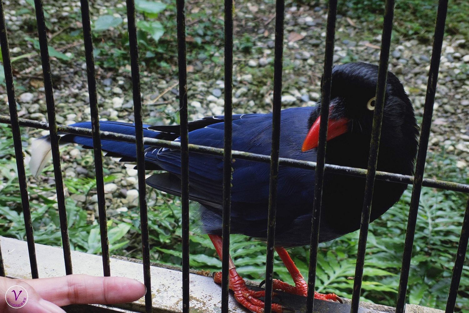 南投親子景點︱鳳凰谷鳥園生態園區：百種珍禽異鳥，和金剛鸚鵡互動時間表，森林系光速溜滑梯，令人驚奇的生態園區（附詳盡參觀路線）