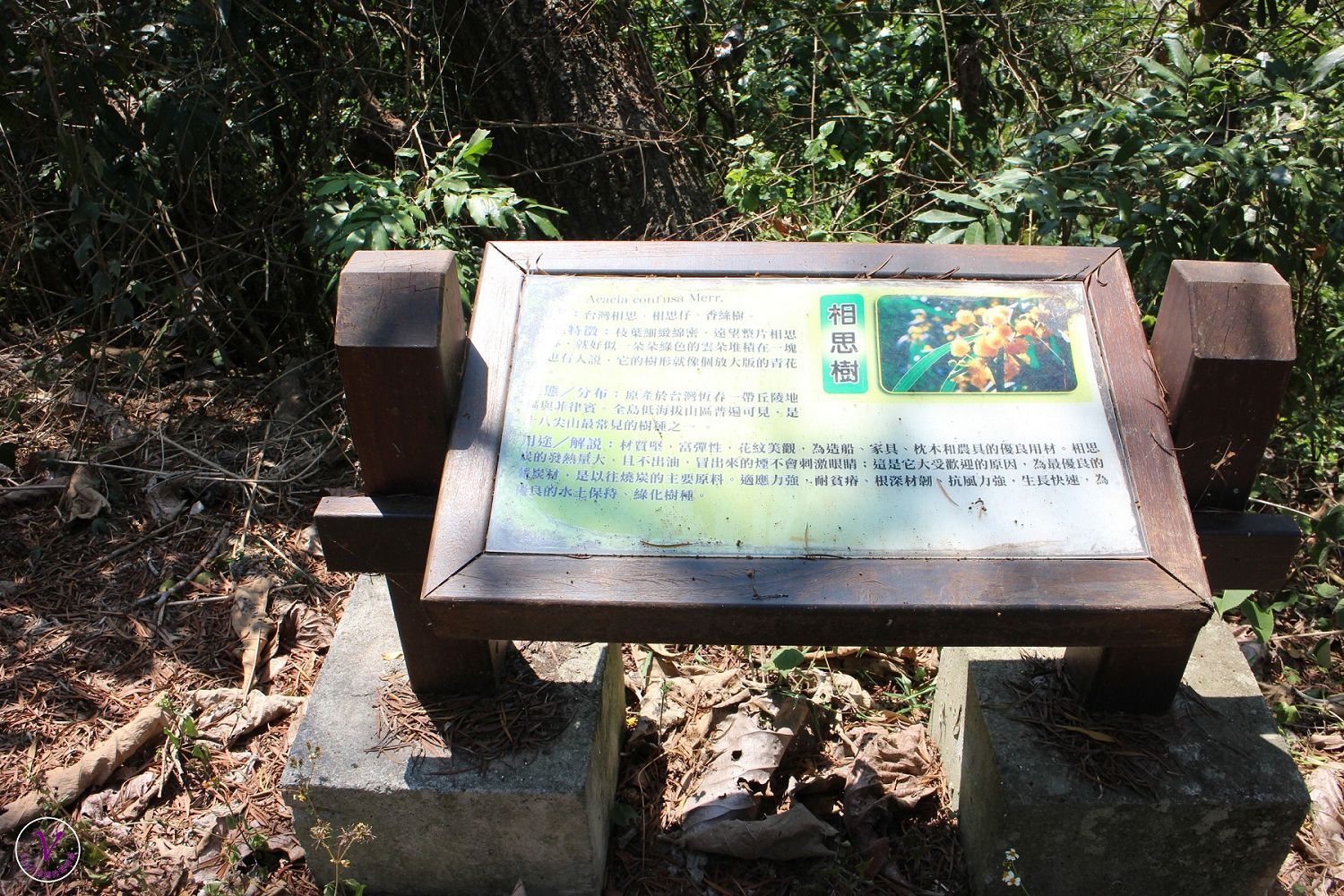 台南親子登山健行步道︱東山林安森林步道：翁鬱樹群、豐富生態、登山健行好去處