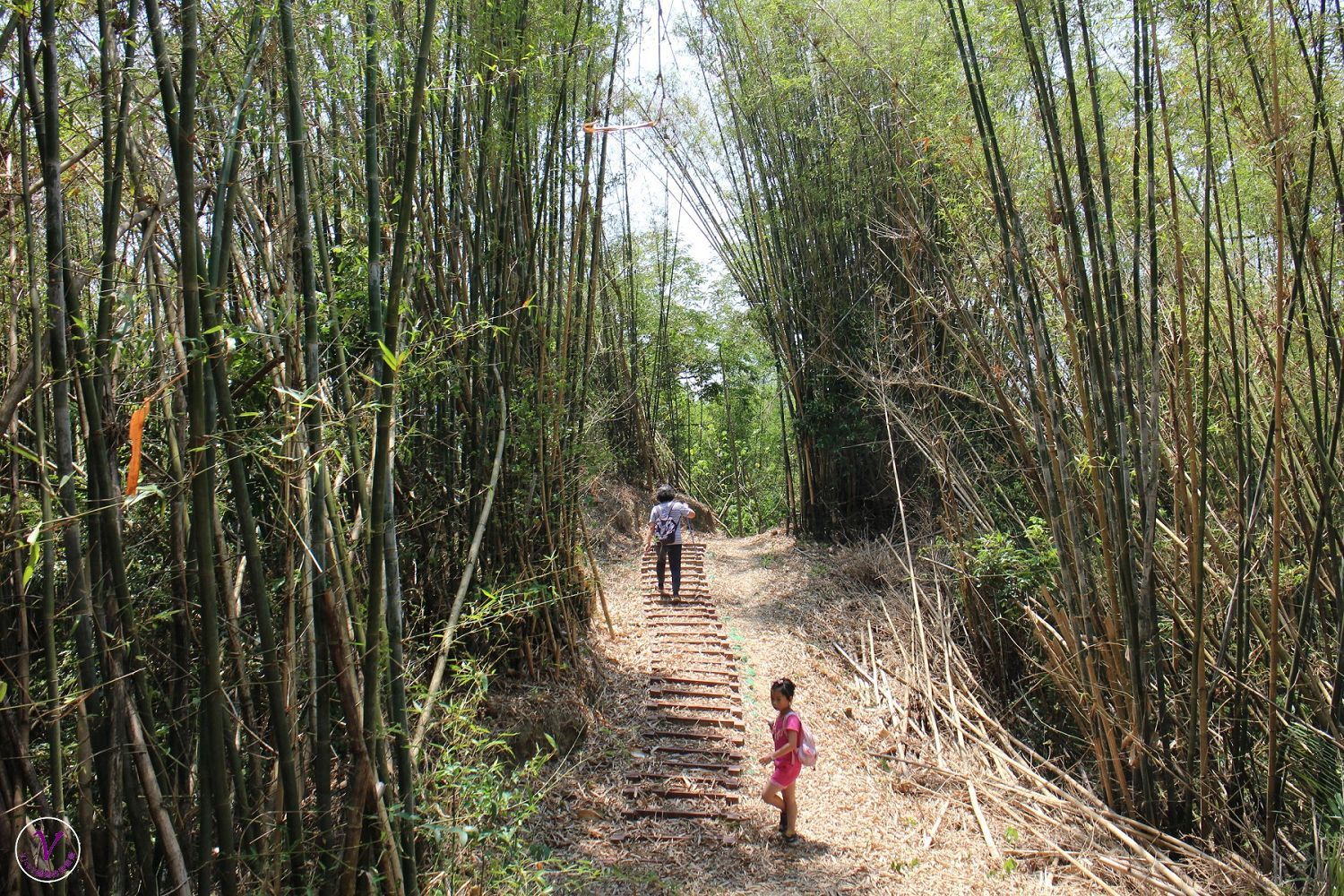 台南親子登山健行步道︱東山林安森林步道：翁鬱樹群、豐富生態、登山健行好去處