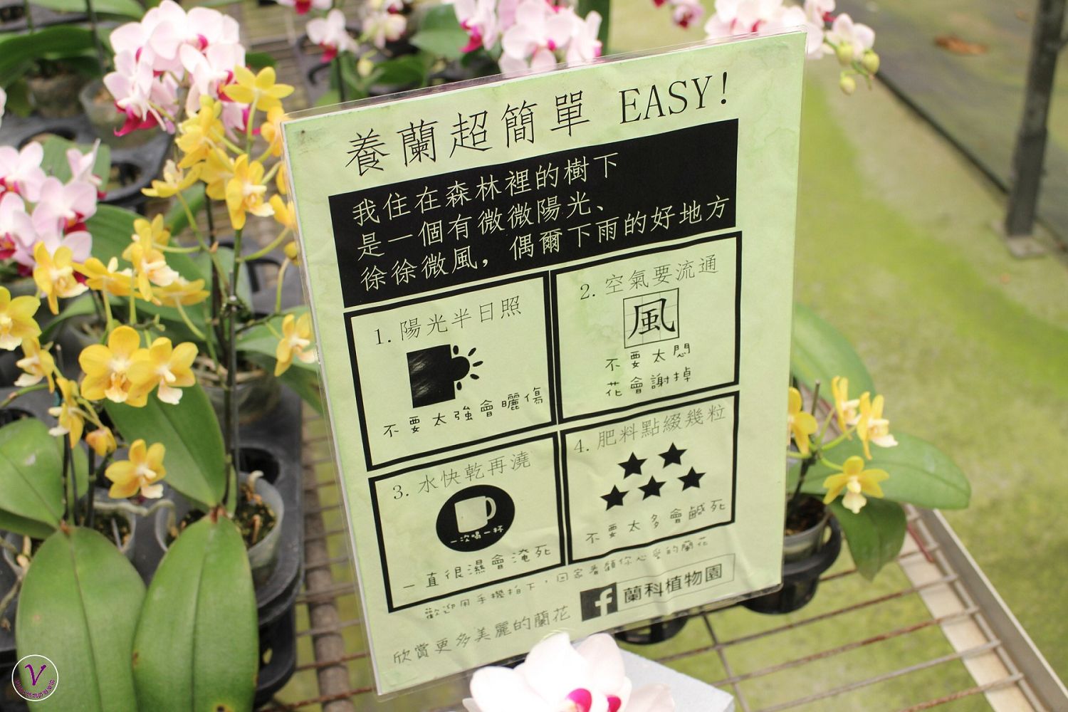 台南景點︱蘭科植物園：賞稀奇古怪的蘭花、買品種不多見的蘭花、在蘭花園裡用餐