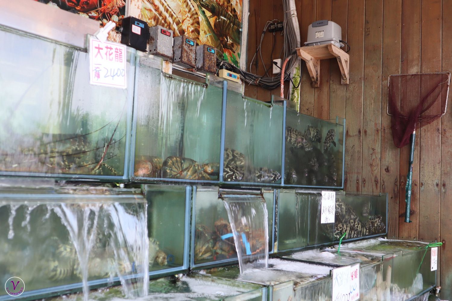 墾丁美食推薦︱後壁湖邱家生魚片：想吃便宜又新鮮的生魚片，一定要來這裡，提早排隊是王道