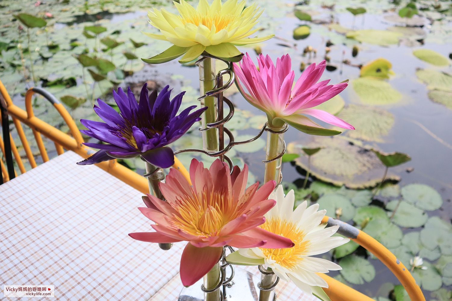 台南景點︱九品蓮花生態教育園區：太神奇！一年四季都能賞蓮，還能喝清香的香水蓮花茶