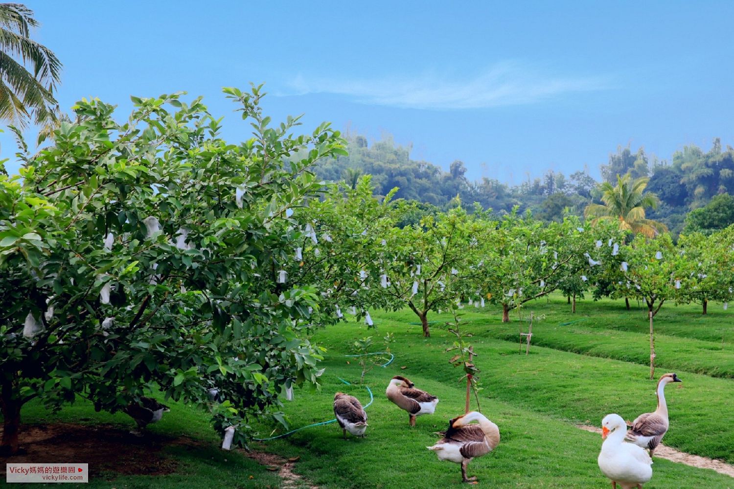 台南景點︱無毒果園採果子：菜寮陳果園，使用過濾自來水澆灌的果園，吃起來超放心