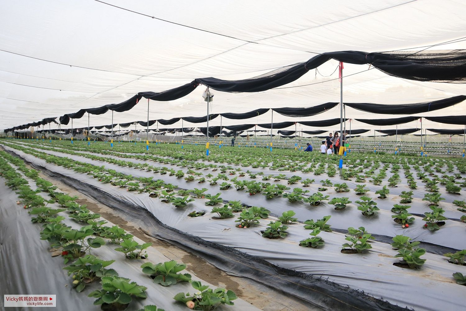 台南景點︱開心有機農場：採有機草莓好放心，不噴農藥，不施化學肥料，又有成大認證