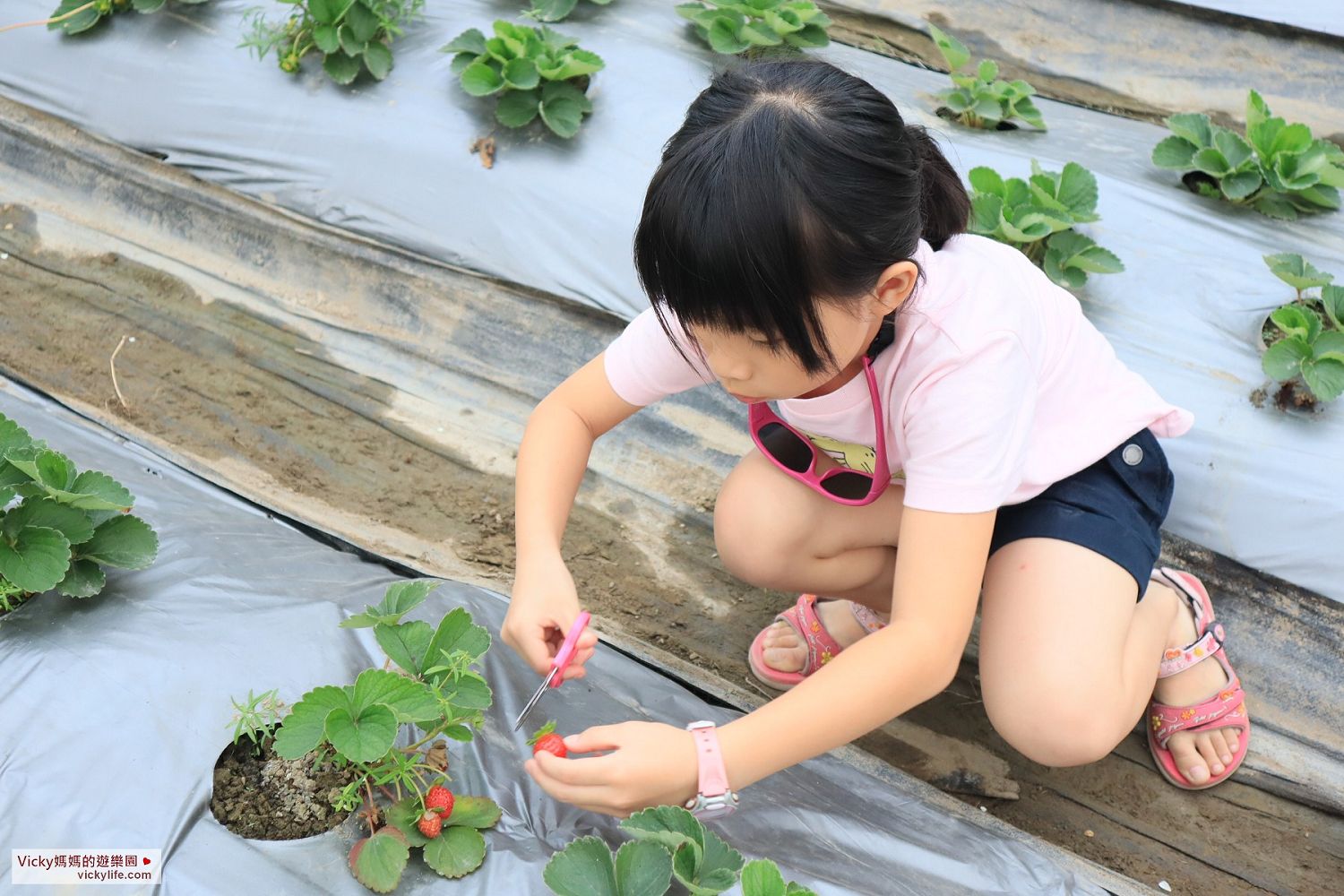 台南景點︱開心有機農場：採有機草莓好放心，不噴農藥，不施化學肥料，又有成大認證