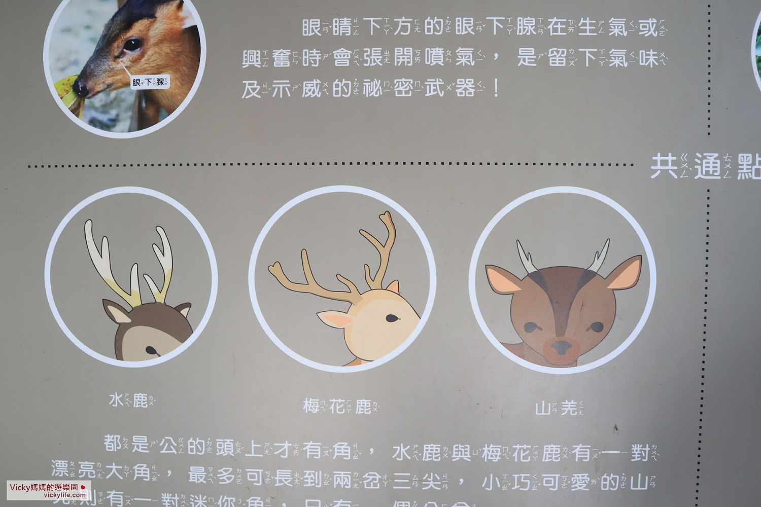 高雄親子景點︱壽山動物園：占地12.89公頃，邊逛邊運動，這裡不僅有飛禽走獸，還可以餵可愛的波爾羊