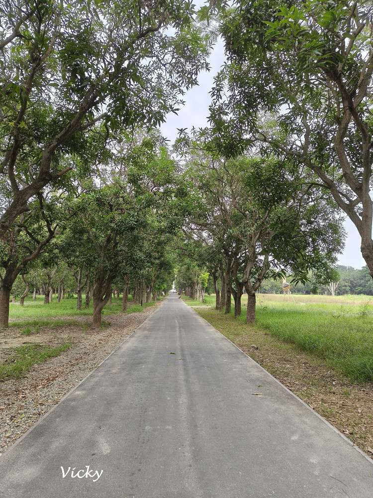 台南官田景點推薦｜大隆田生態文化園區：探訪軍營遺跡、森林步道與特色攀爬網
