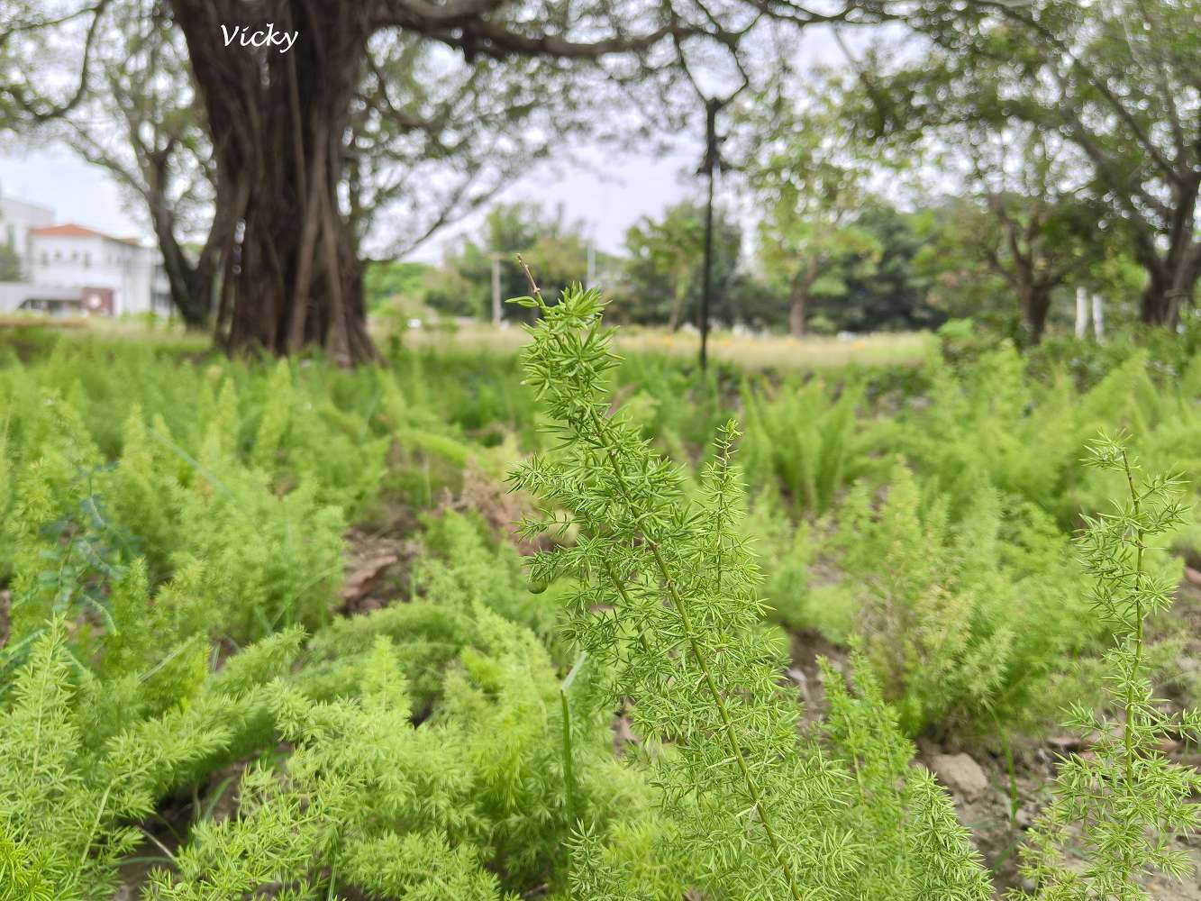 台南官田景點推薦｜大隆田生態文化園區：探訪軍營遺跡、森林步道與特色攀爬網