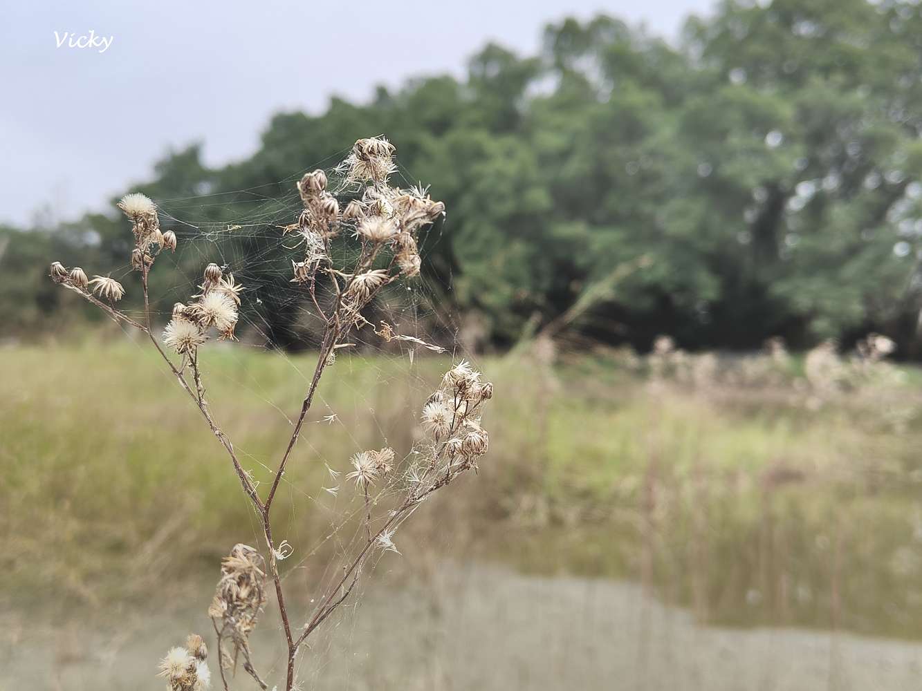 台南官田景點推薦|大隆田生態文化園區:探訪軍營遺跡、森林步道與特色攀爬網 台南官田景點推薦|大隆田生態文化園區:探訪軍營遺跡、森林步道與特色攀爬網