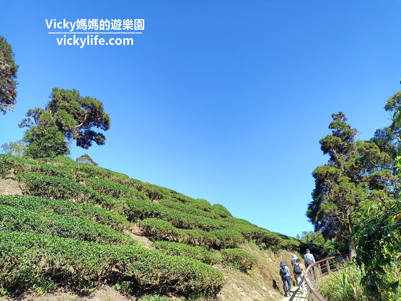嘉義旅遊︱嘉義景點︱梅山 雲之南道步道：徜徉於藍天白雲和一望無際的茶園間，好藍好白好綠好舒服，緊鄰太平雲梯的好走步道