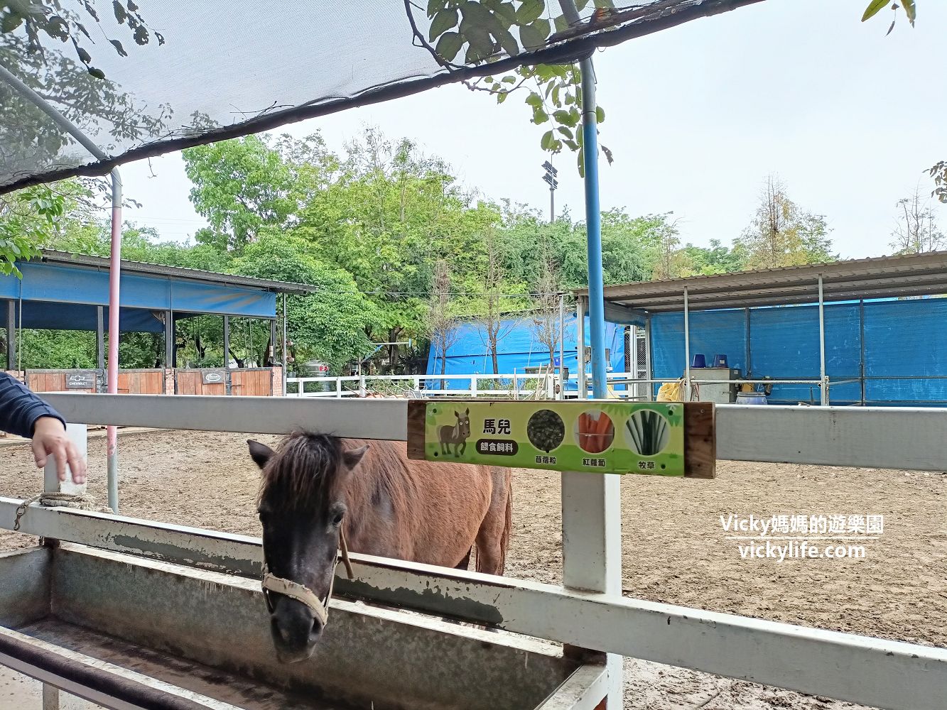 台南景點︱新市 樹谷農場：60元門票就贈牧草和飼料，可以和超多小動物互動與餵食，假日旅遊好去處