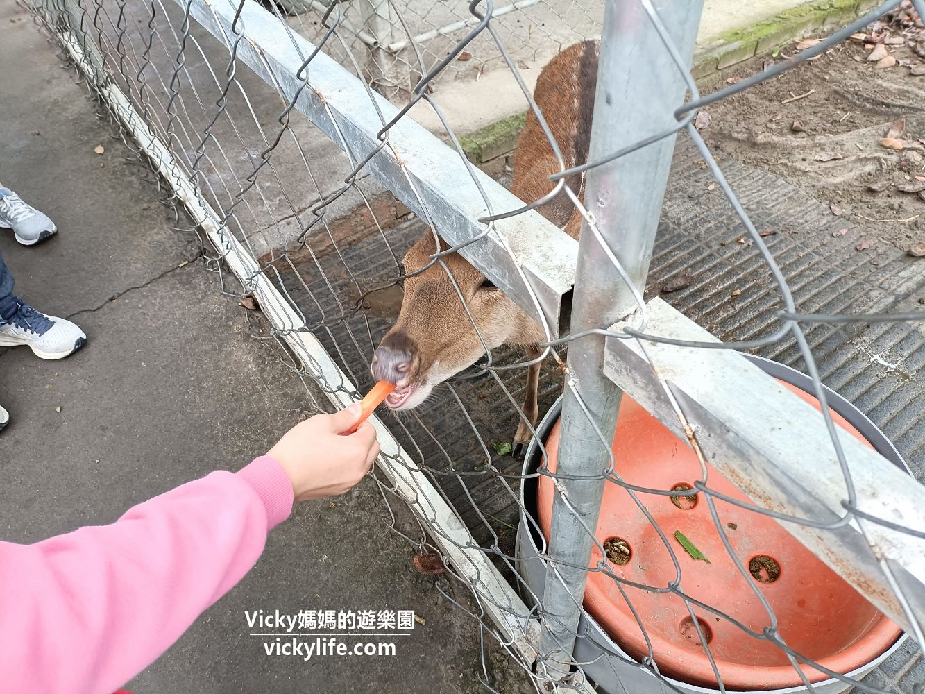 台南景點︱新市 樹谷農場：60元門票就贈牧草和飼料，可以和超多小動物互動與餵食，假日旅遊好去處
