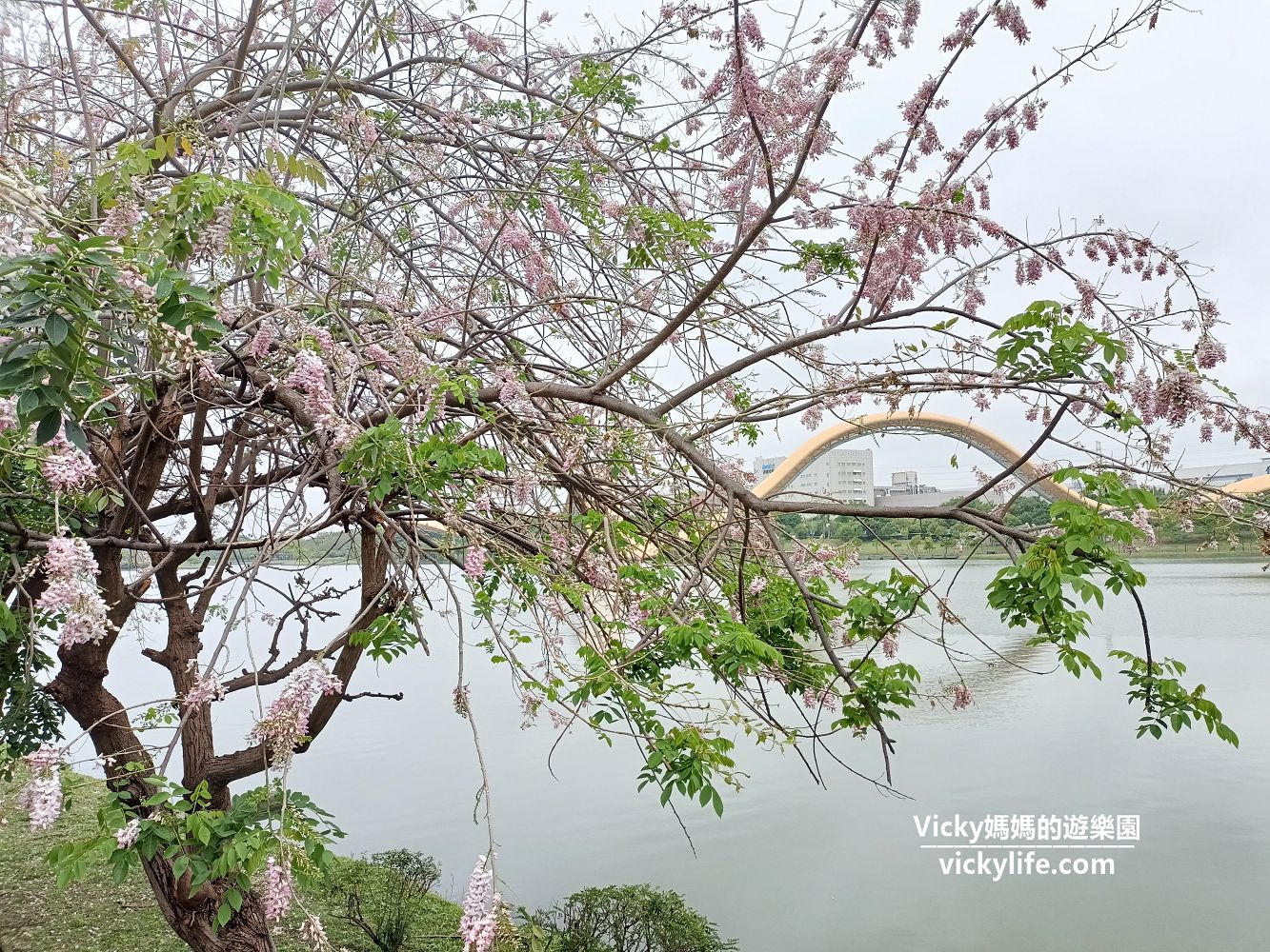 台南景點︱新市 迎曦湖：台南科學園區內的好風景，散步好去處，還可欣賞期間限定花旗木 @Vicky 媽媽的遊樂園