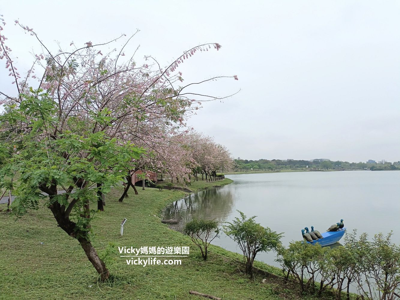 台南景點︱新市 迎曦湖：台南科學園區內的好風景，散步好去處，還可欣賞期間限定花旗木