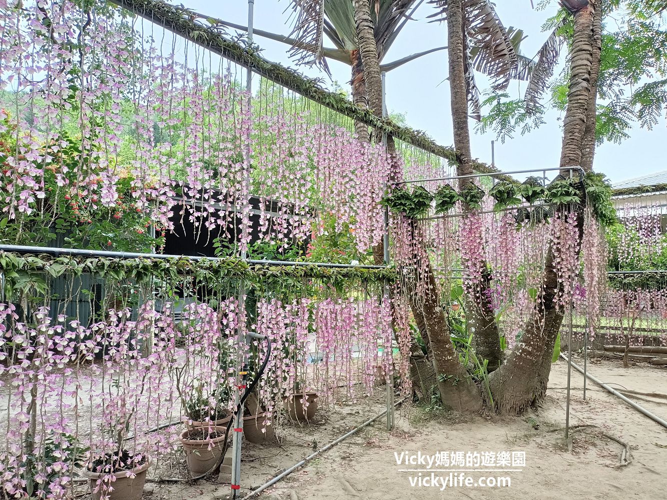 台南景點︱新化 合凱休閒農園：新秘境‼欣賞石斛蘭瀑布好去處，還有多種漂亮花卉可賞，也可購買黃金蛋和無鉛皮蛋