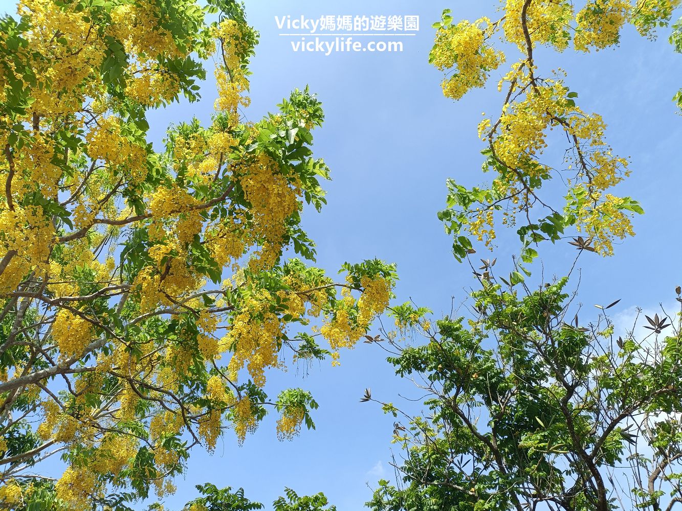 台南景點︱歸仁 高鐵阿勃勒：五月底六月初，記得來欣賞耀眼的黃金雨