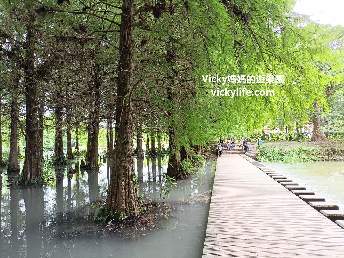 花蓮雲山水夢幻湖（雲山水植物農場）：跳石步道、落羽松秘境、水森林步道，美到令人屏息