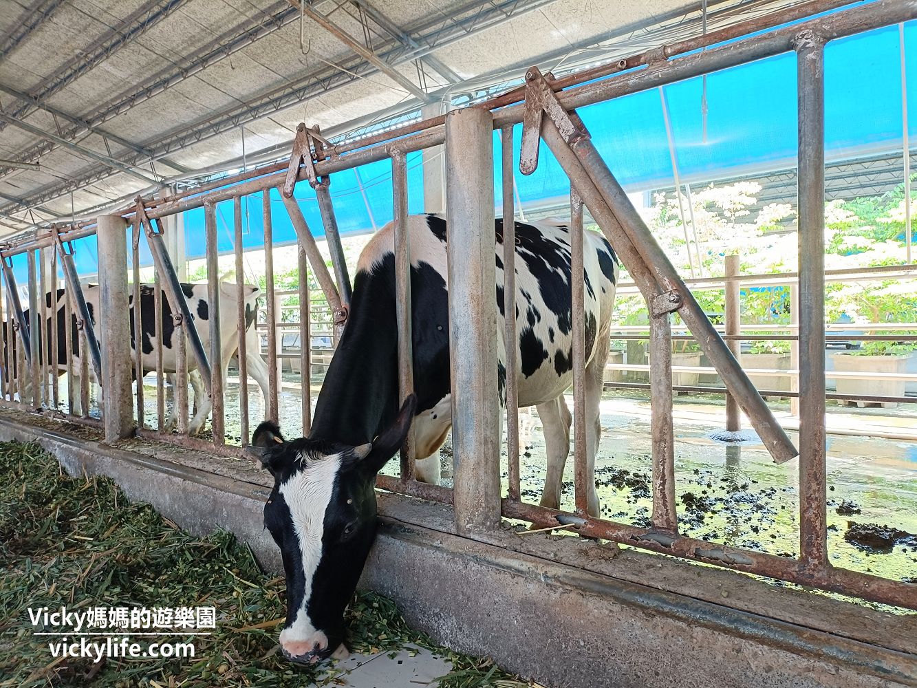 屏東萬丹︱萬大牧場補乳室：在波希米亞風牧場裡用餐、吃甜點、喝鮮奶