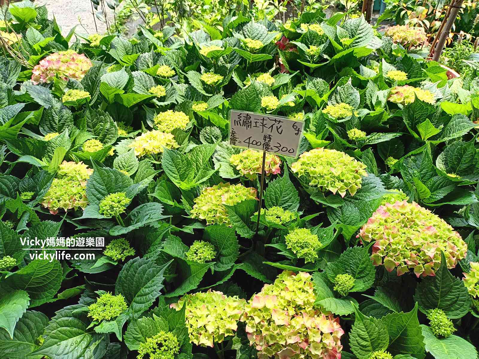 台南植栽哪裡買？台南歸仁七甲花卉區：10元起跳園藝店，主推3間，每間特色都不一樣，銅板價買到心花開@Vicky 媽媽的遊樂園