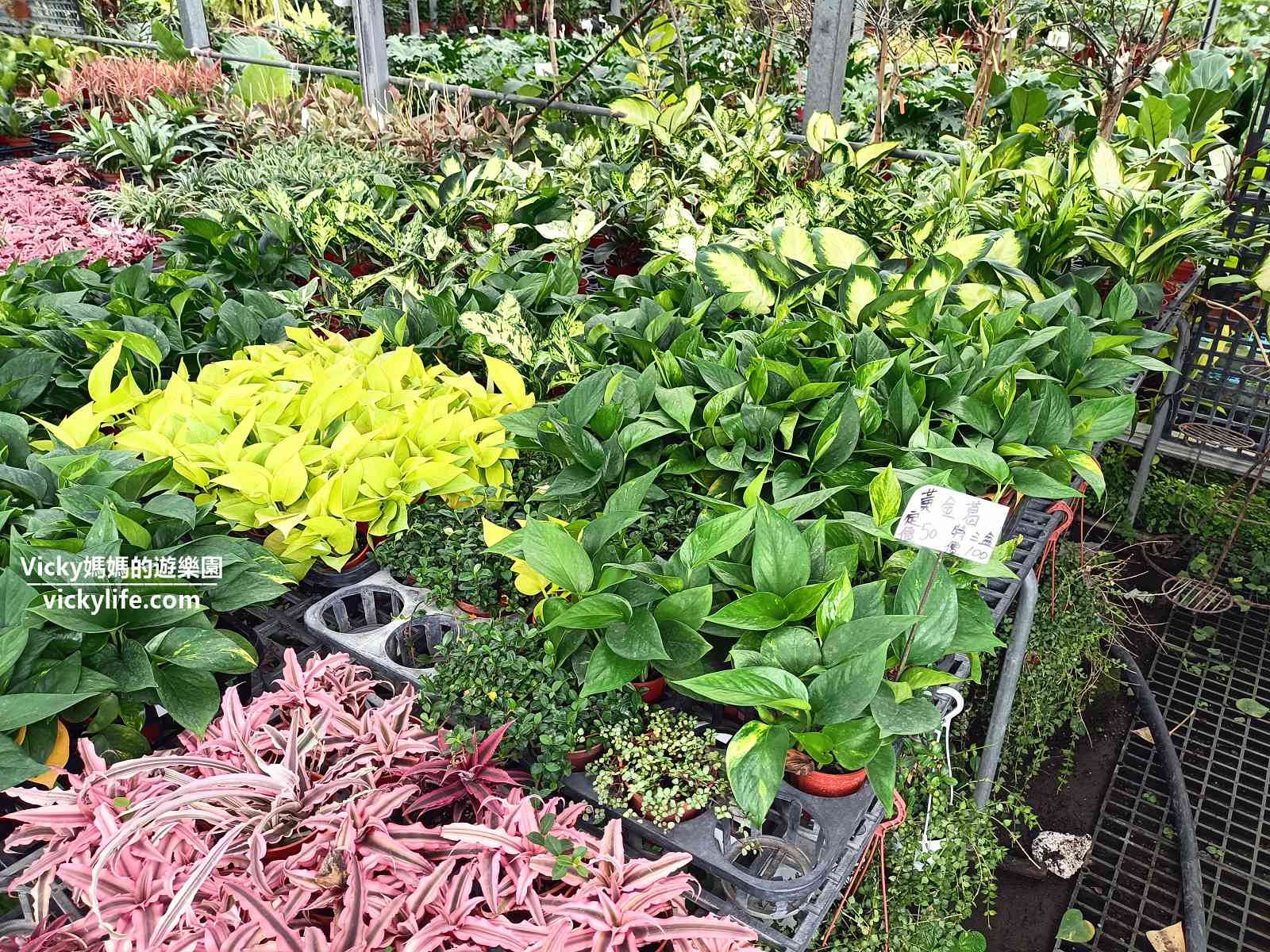 台南植栽哪裡買？台南歸仁七甲花卉區：10元起跳園藝店，主推3間，每間特色都不一樣，銅板價買到心花開@Vicky 媽媽的遊樂園
