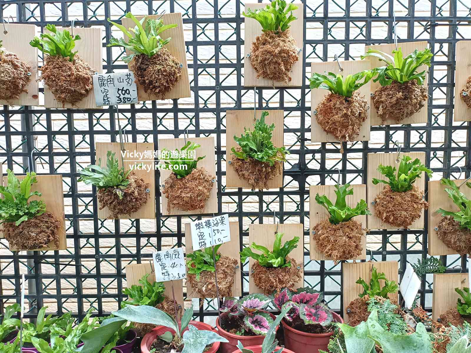 台南植栽哪裡買？台南歸仁七甲花卉區：10元起跳園藝店，主推3間，每間特色都不一樣，銅板價買到心花開@Vicky 媽媽的遊樂園