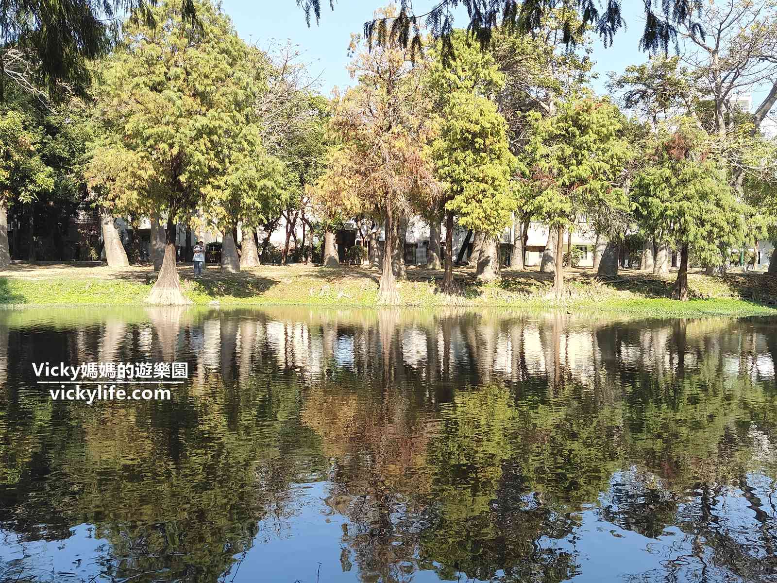 台南落羽松 市區就有！台南東區 巴克禮紀念公園如詩如畫，還有水池倒影，美麗極了 @Vicky 媽媽的遊樂園