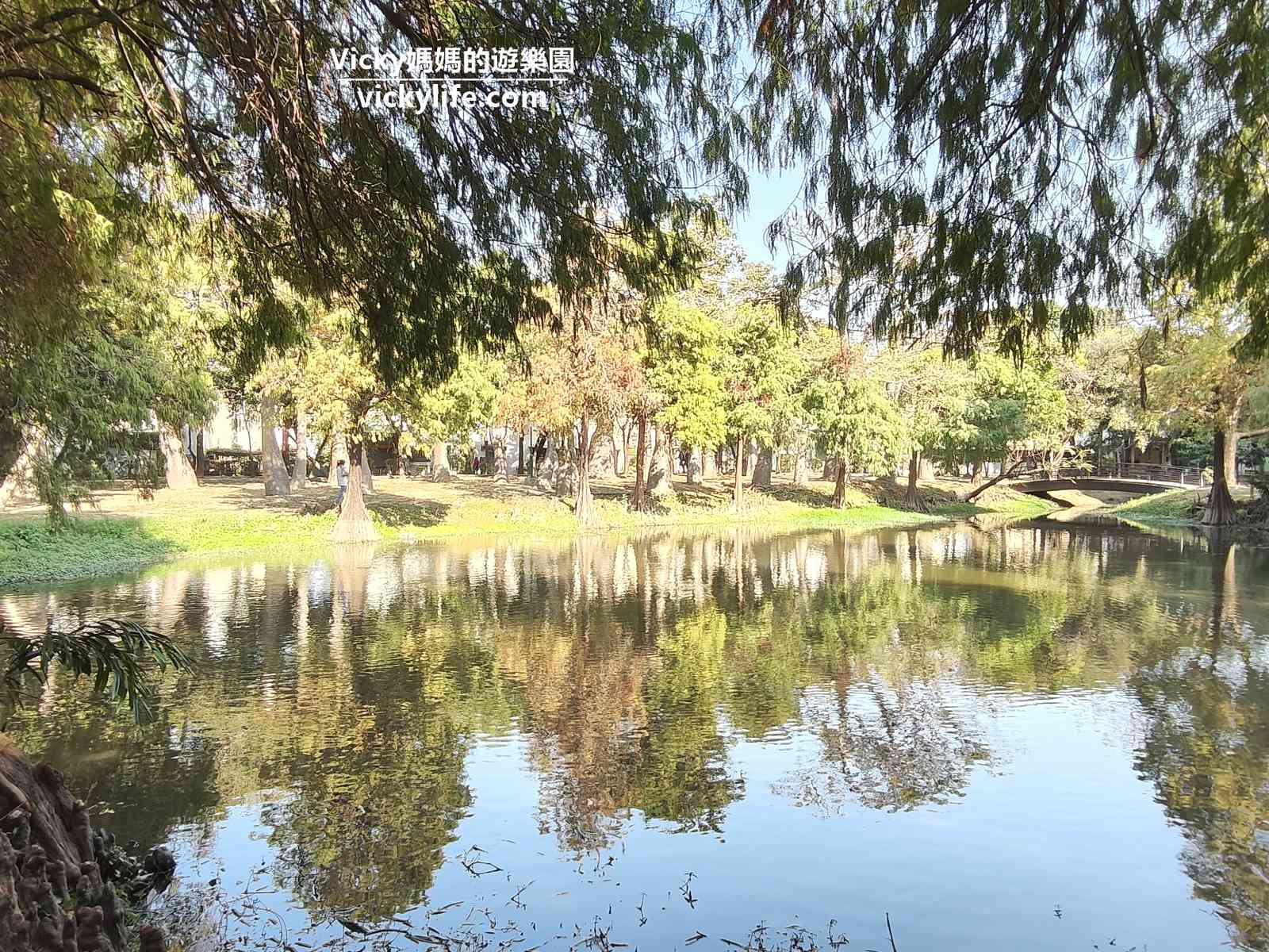 台南落羽松 市區就有！台南東區 巴克禮紀念公園如詩如畫，還有水池倒影，美麗極了