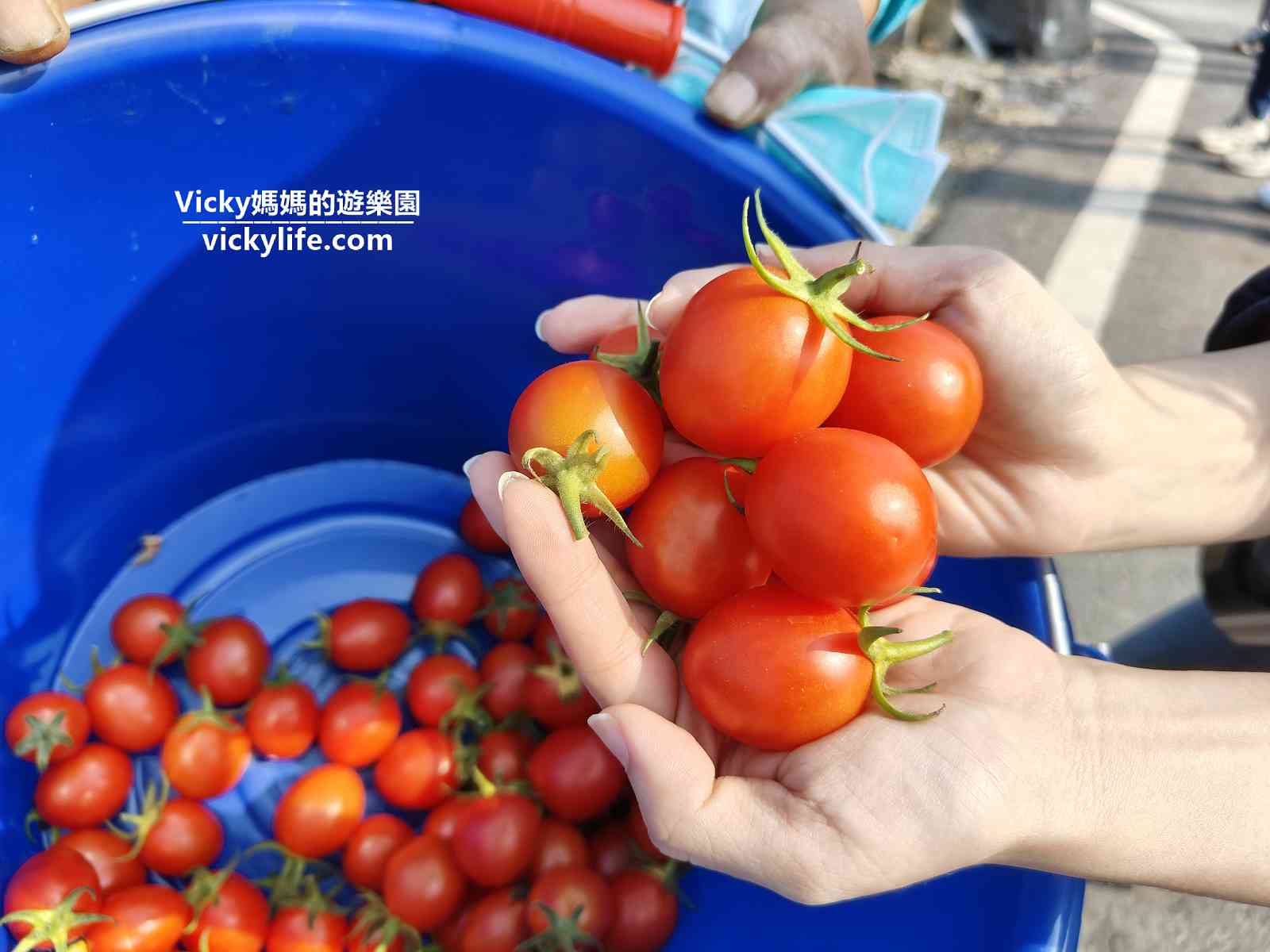 鹽水一日遊！體驗採番茄、摺麵和曬麵，以及意麵冰箱貼DIY @Vicky 媽媽的遊樂園