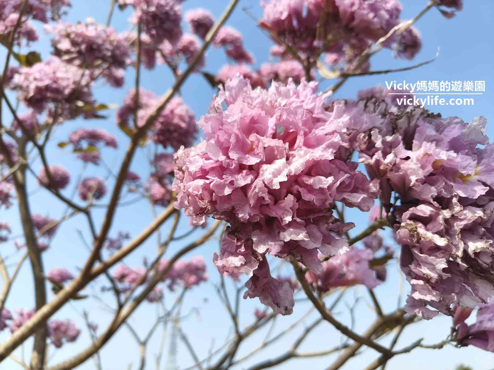 洋紅風鈴木 台南景點懶人包！文學館、水交社、滯洪池，夢幻景緻限春天擁有