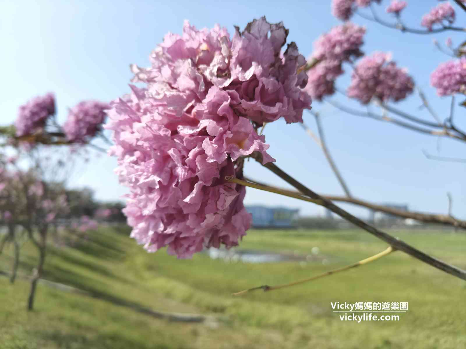 洋紅風鈴木 台南景點懶人包！文學館、水交社、滯洪池，夢幻景緻限春天擁有