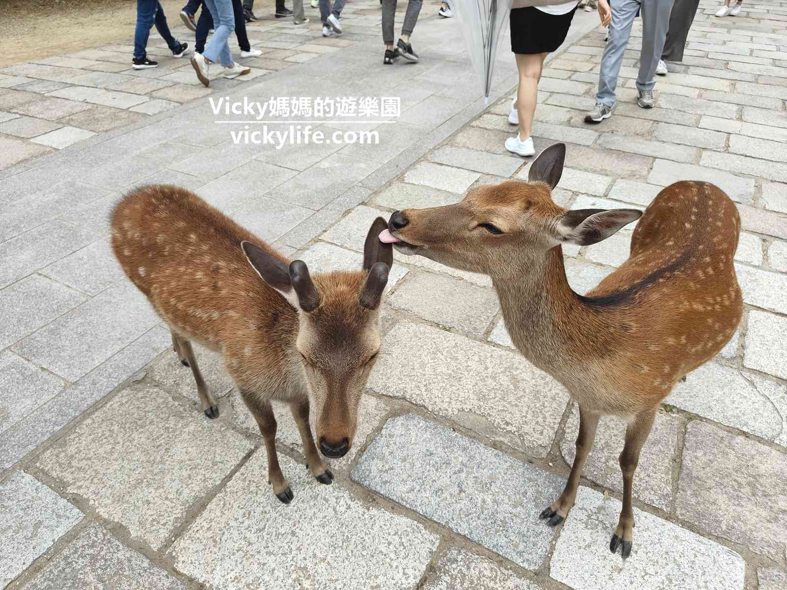 奈良必訪景點︱東大寺、奈良公園：參觀世界遺產和餵上千頭梅花鹿