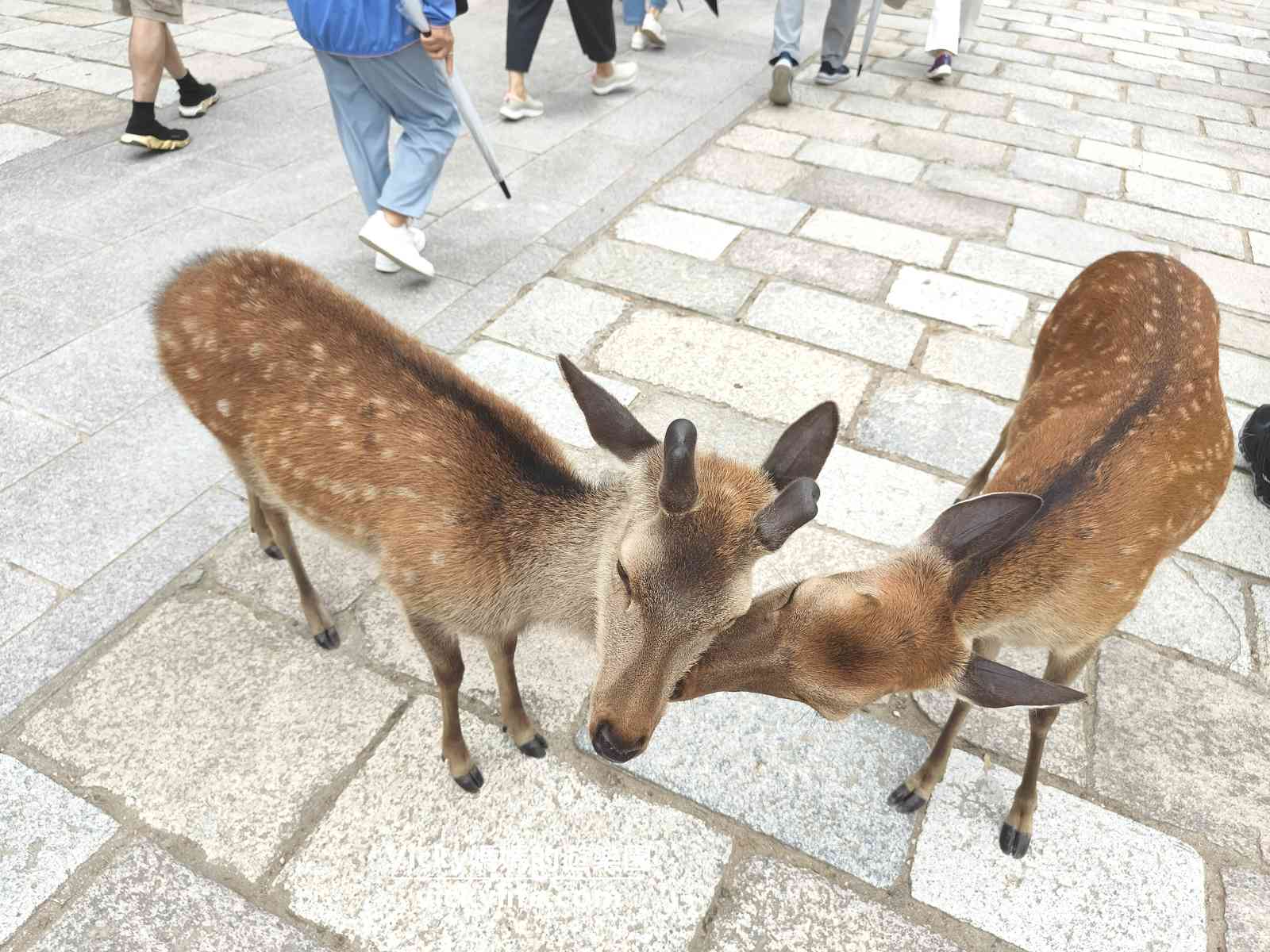 奈良必訪景點︱東大寺、奈良公園：參觀世界遺產和餵上千頭梅花鹿