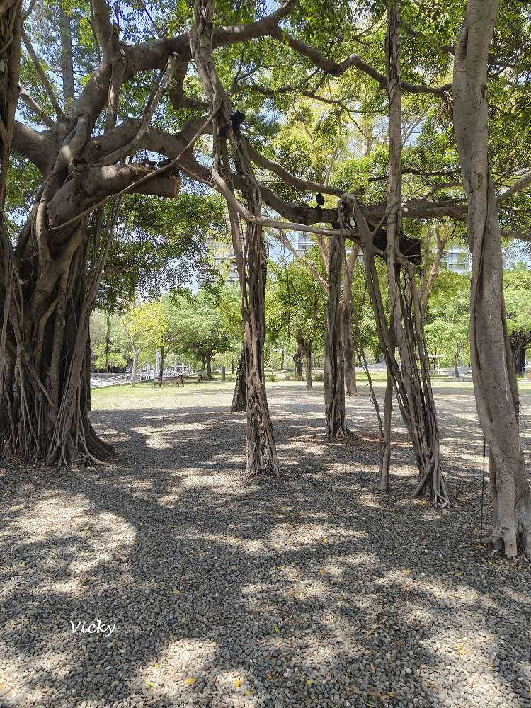 台南景點推薦！台南水交社文化園區：空軍眷村結合自然系公園，有景觀餐廳，好拍好逛好吃