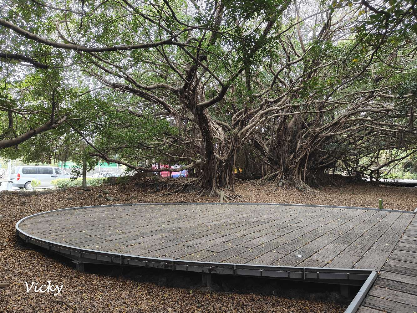 台南新營景點︱長勝營區 綠色隧道：老榕綠色隧道好綠意，闔家散步去