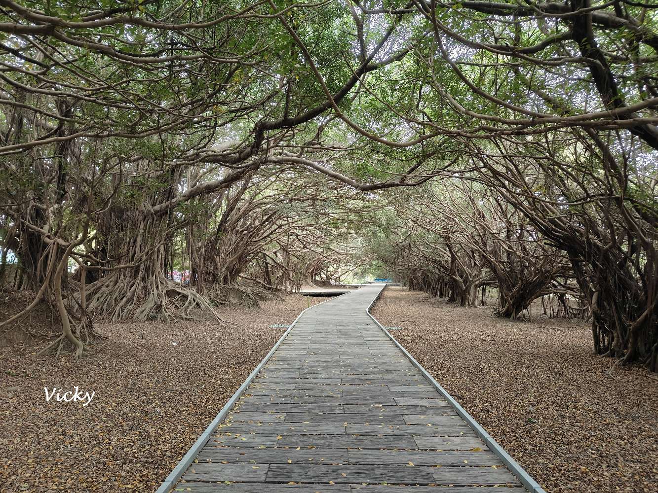 網站近期文章：台南新營景點︱長勝營區 綠色隧道：老榕綠色隧道好綠意，闔家散步去