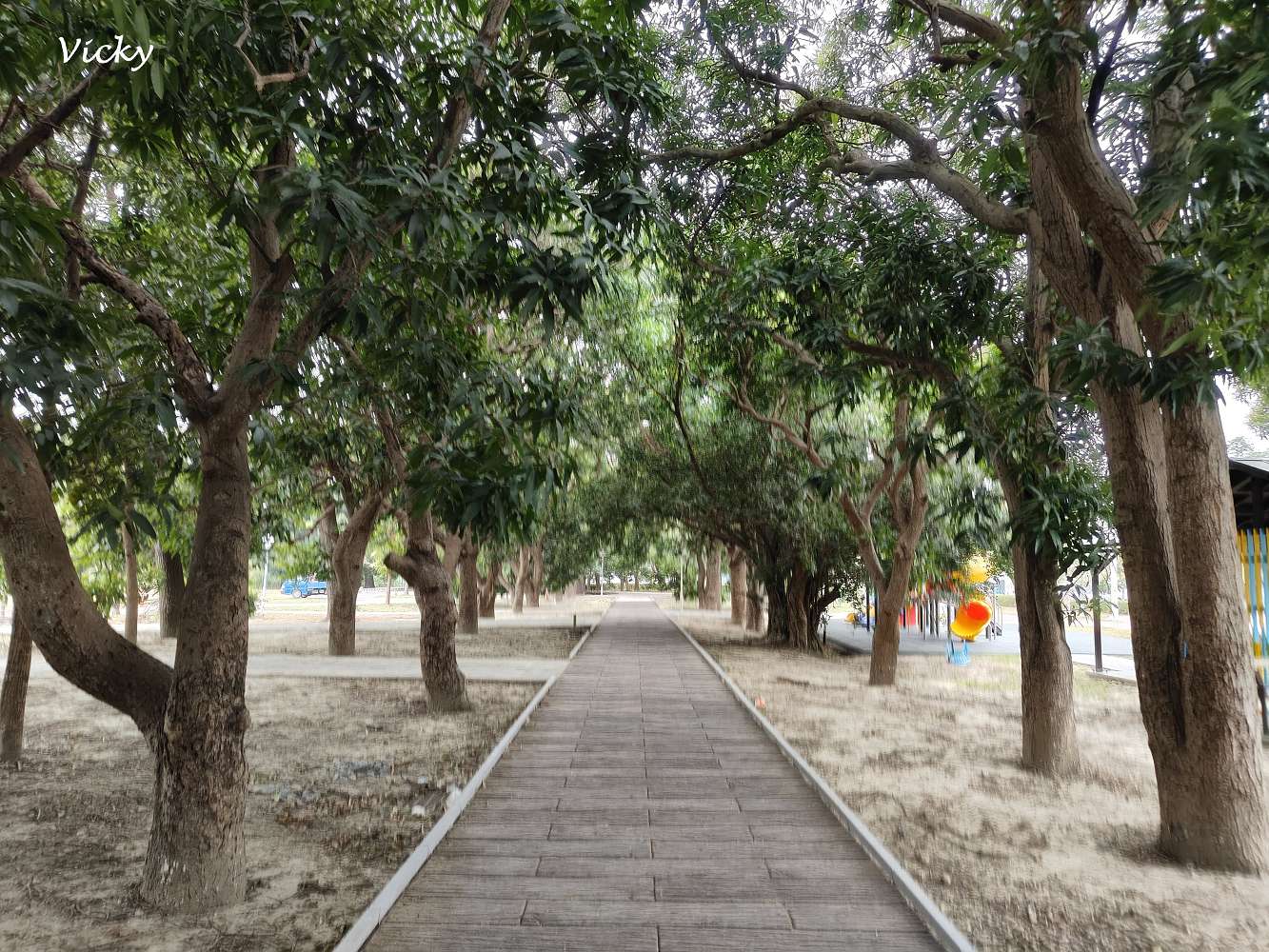 台南新營景點︱長勝營區 綠色隧道：老榕綠色隧道好綠意，闔家散步去