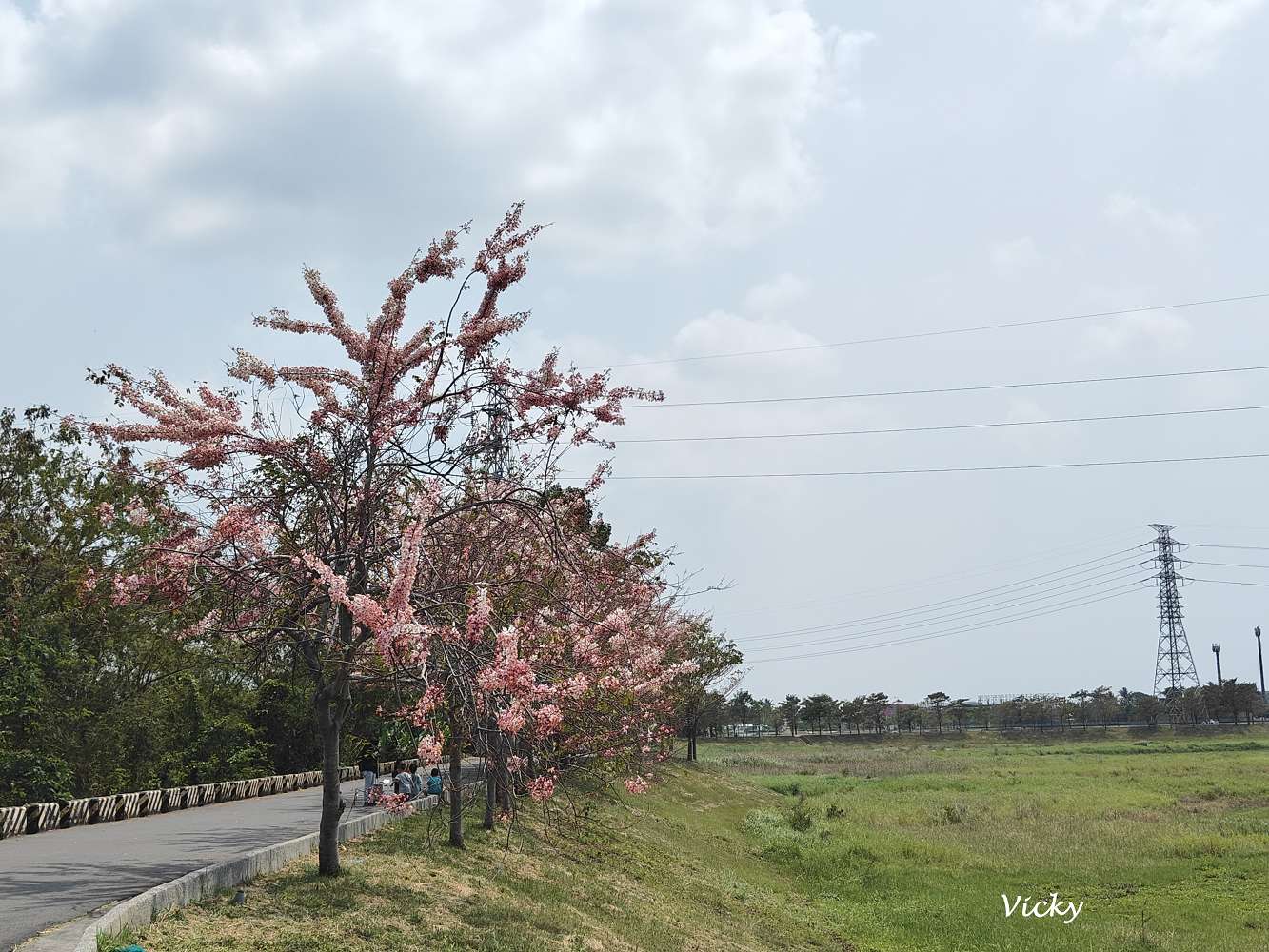 2025年台南仁德滯洪池花旗木：最新花況、交通資訊、市集活動（2025-04更新）
