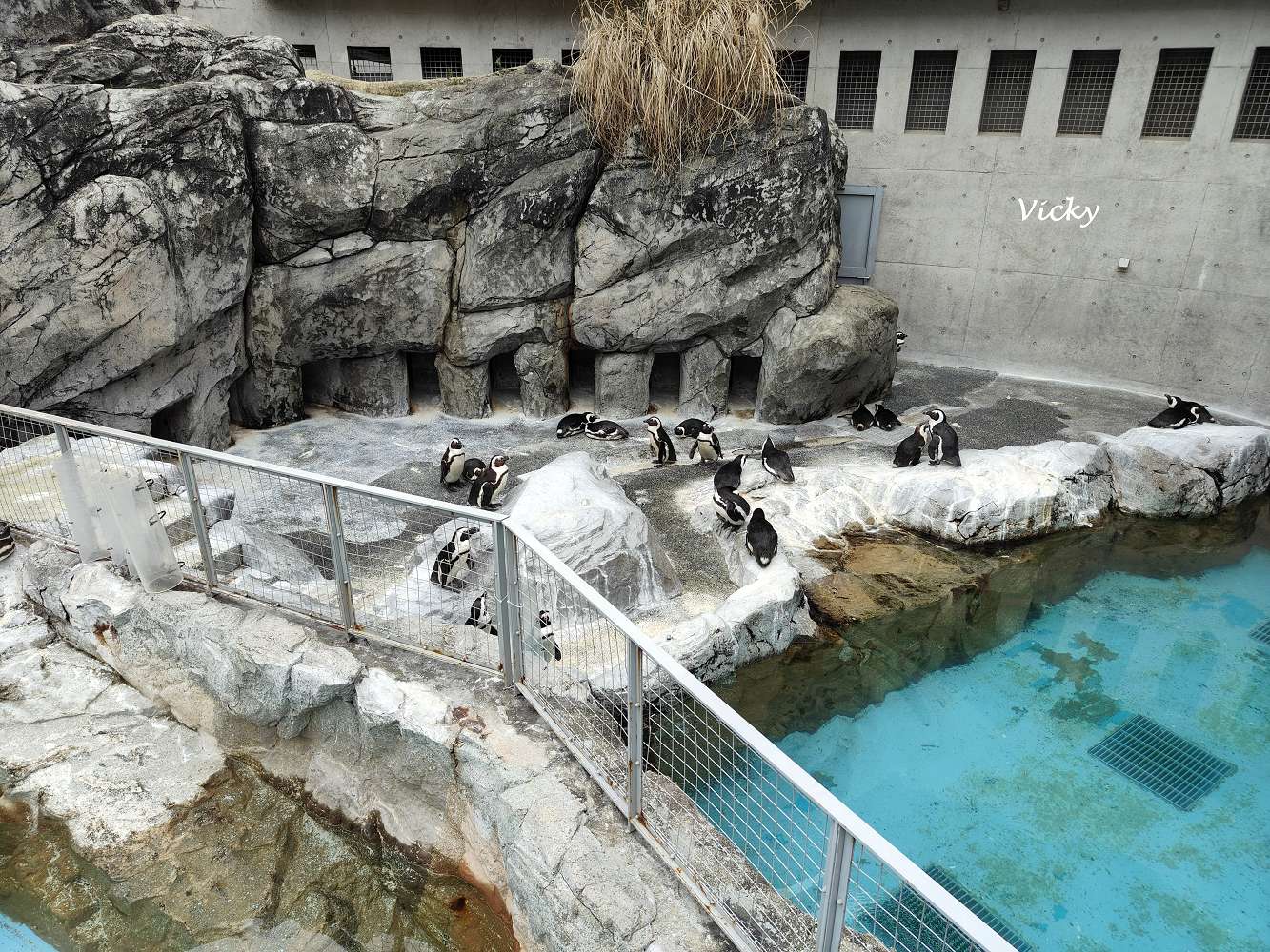 九州長崎必玩景點｜企鵝水族館：近距離看企鵝游泳散步，親子同樂超療癒！