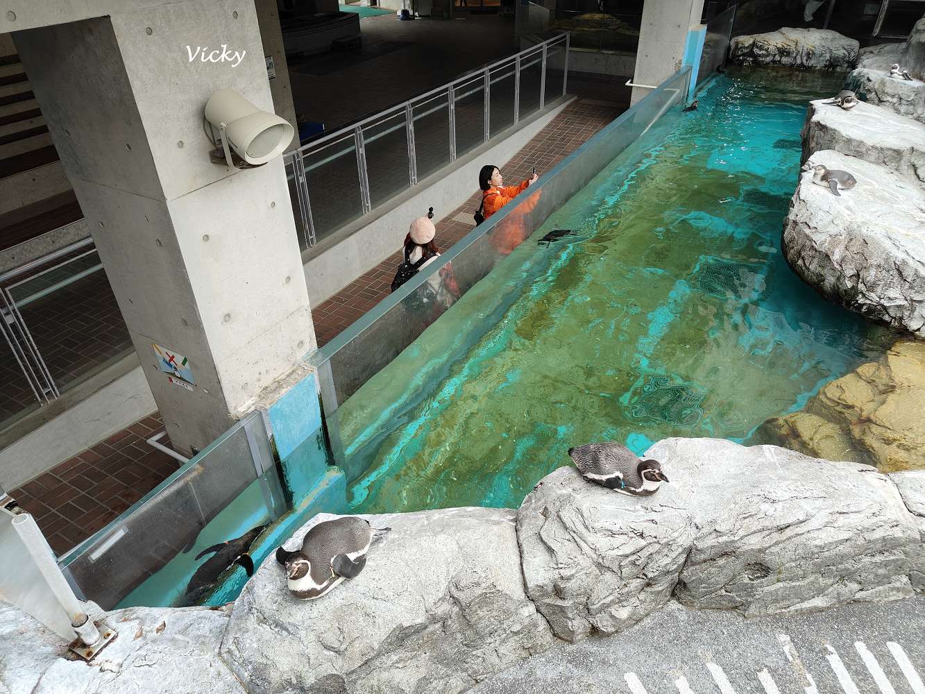 九州長崎必玩景點｜企鵝水族館：近距離看企鵝游泳散步，親子同樂超療癒！