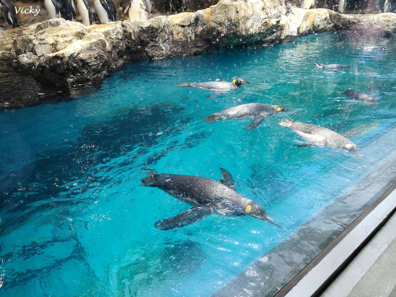 九州長崎必玩景點｜企鵝水族館：近距離看企鵝游泳散步，親子同樂超療癒！