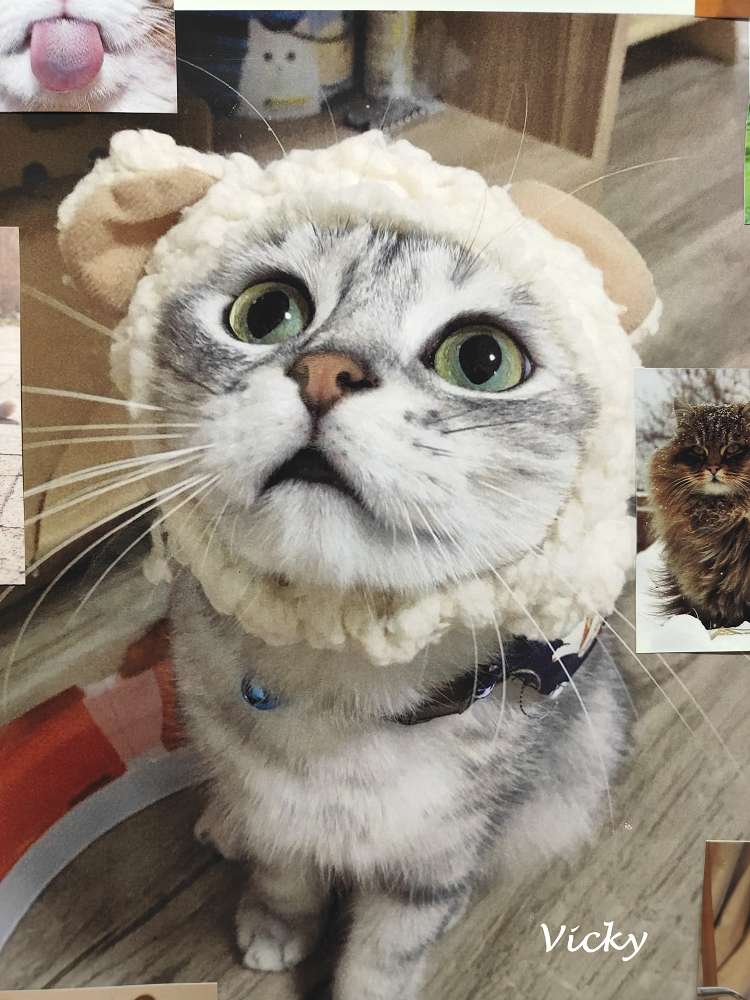 台南甜點推薦｜堯平布朗尼3店：動物系空間＋不限時享甜點、免費畫展一次滿足！