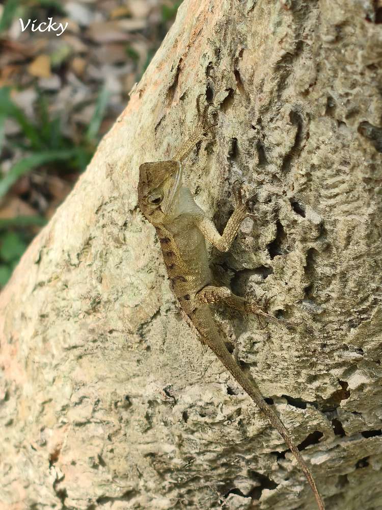高雄阿蓮景點推薦｜大崗山自然生態園區：親子踏青、長輩散步的好去處