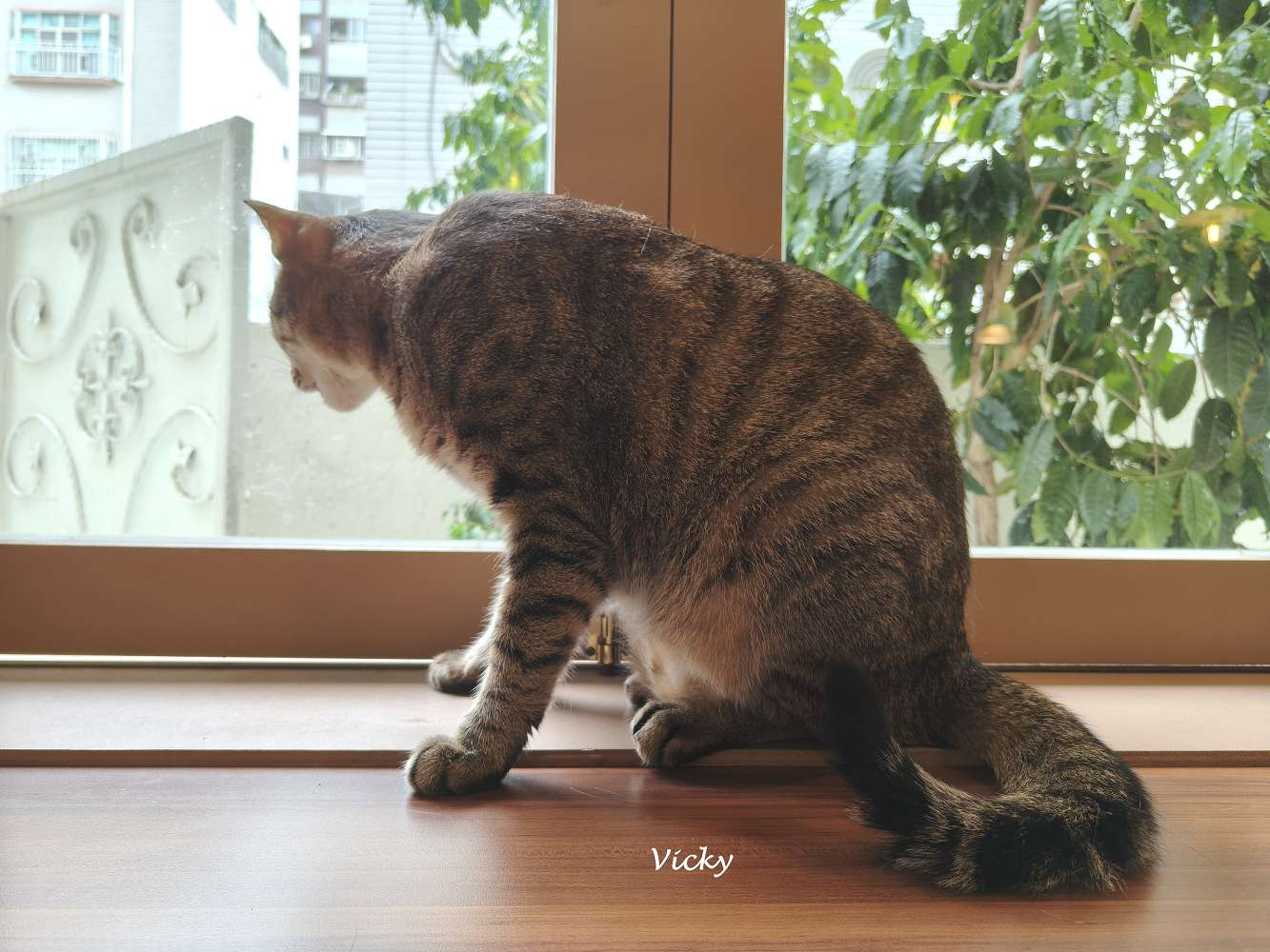 台南咖啡廳｜潺潺咖啡：巷弄裡的文青秘境，紅烏龍巴斯克與奶茶的完美午後時光（附最新菜單）