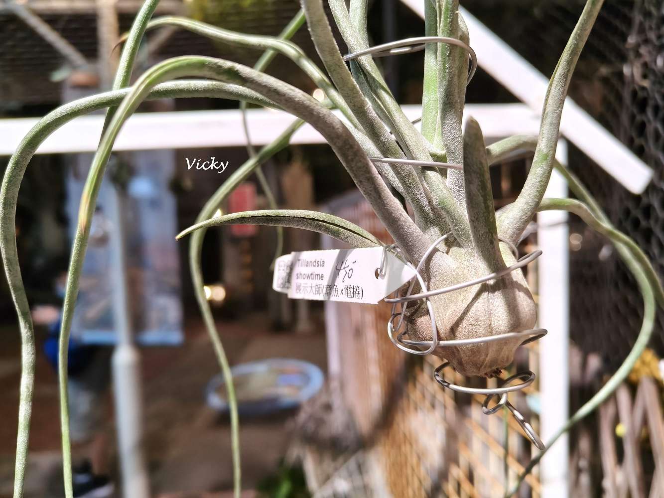 台南中西區特色店家｜木植部：府中街上的無人秘境，空氣鳳梨與誠實商店的療癒邂逅