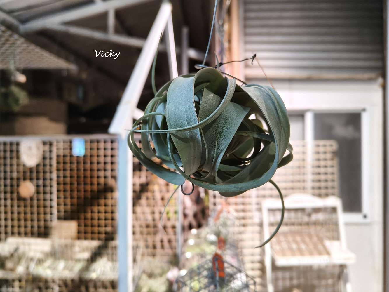 台南中西區特色店家｜木植部：府中街上的無人秘境，空氣鳳梨與誠實商店的療癒邂逅