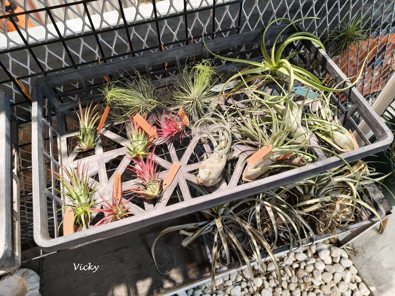 台南中西區特色店家｜木植部：府中街上的無人秘境，空氣鳳梨與誠實商店的療癒邂逅